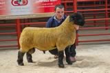 Top price Ram Lamb lot 32 from Solway Bank sold for 1200 gns